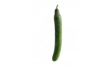 Biologische Komkommer (per stuk van Ecoveg, Erica)