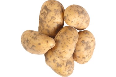 Biologische Aardappels Alouette  (1 kilo van De eerste, Marknesse)